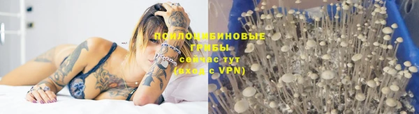 apvp Алзамай